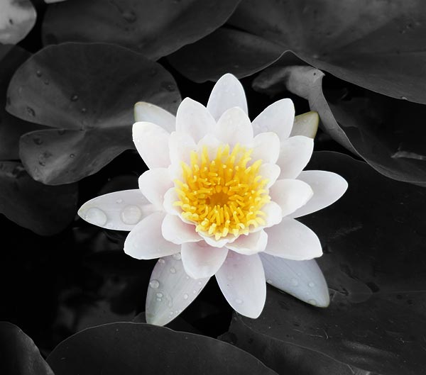 lotus-979555_1920